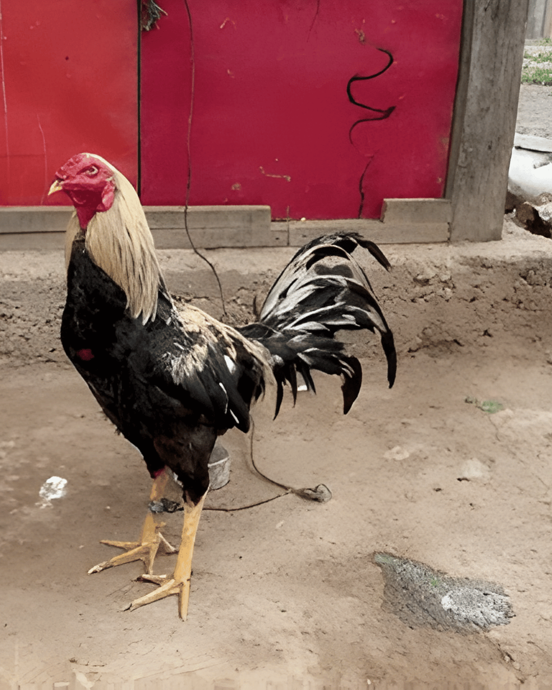 Gallo de competencia