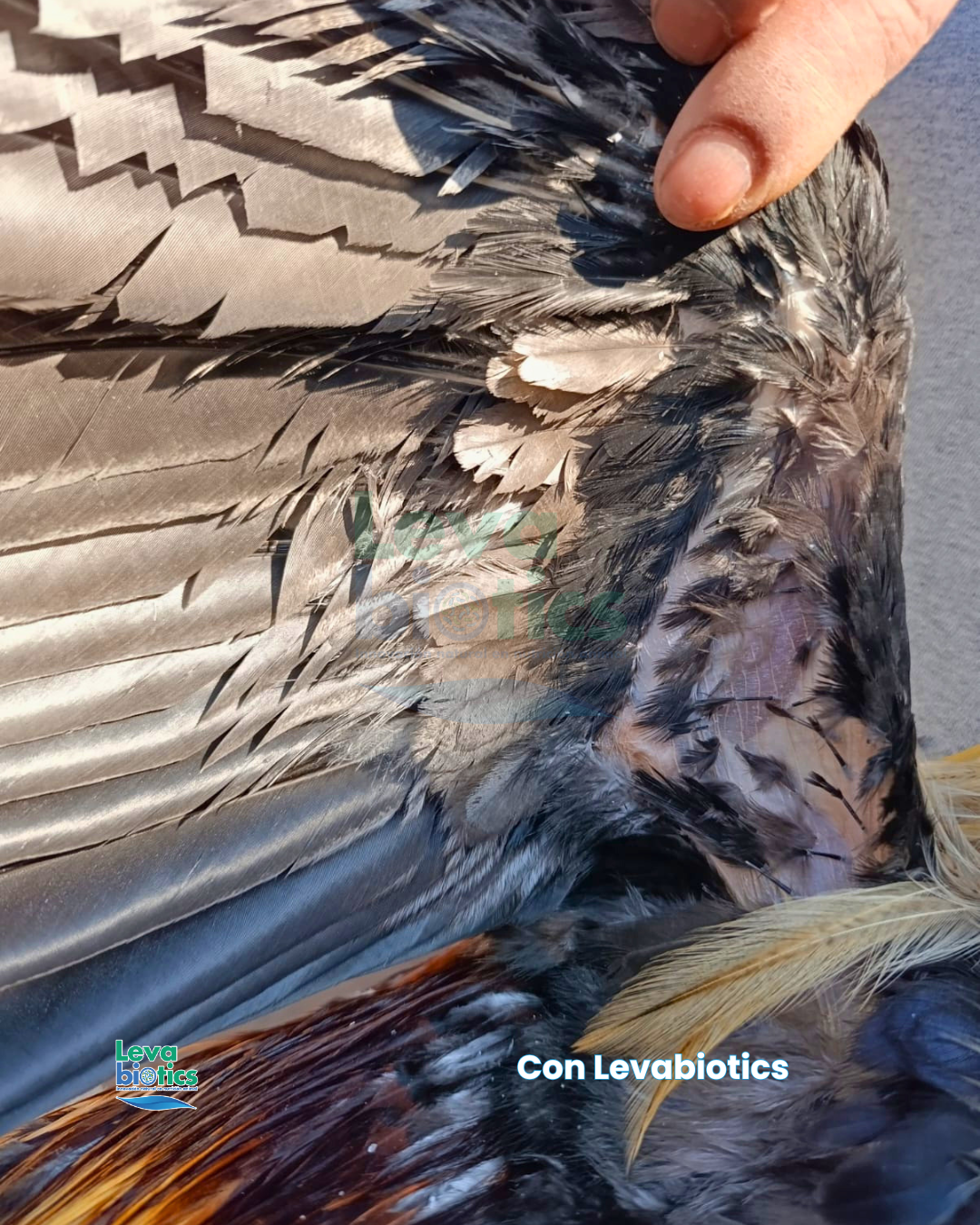 Gallo 1, semana 1