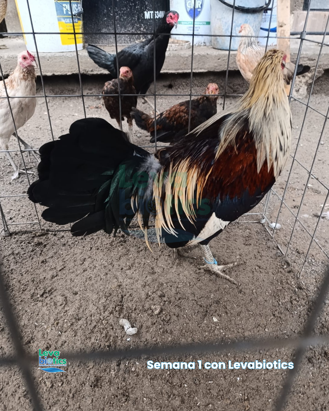 Gallo 1, semana 2