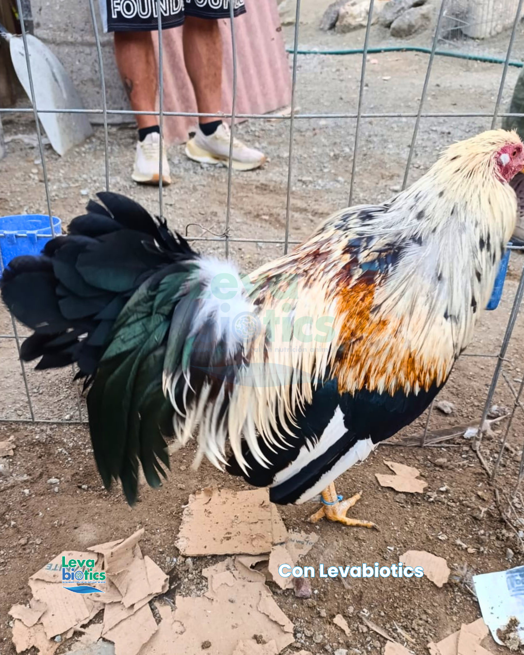 Gallo 4, semana 3