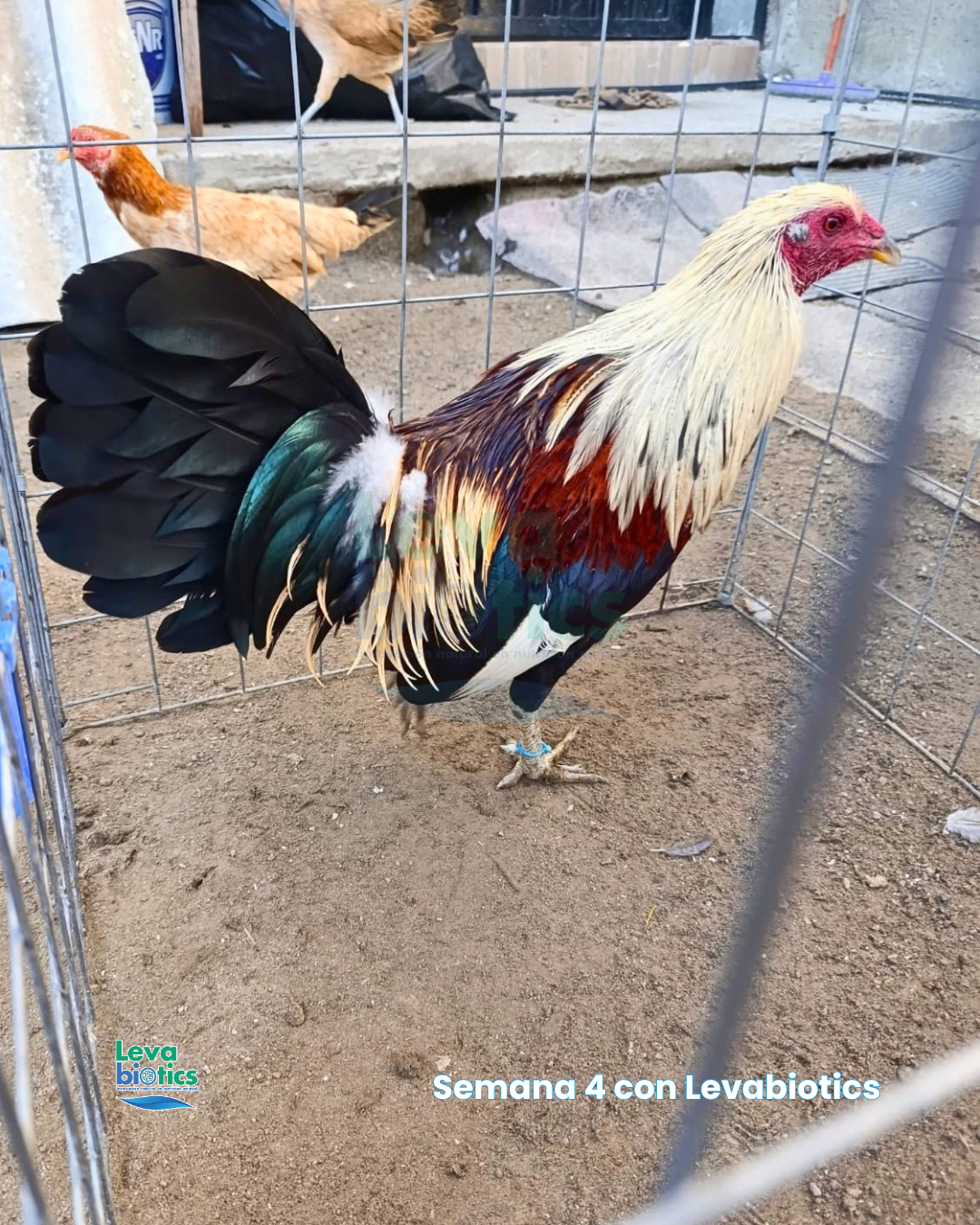 Gallo 1, semana 4