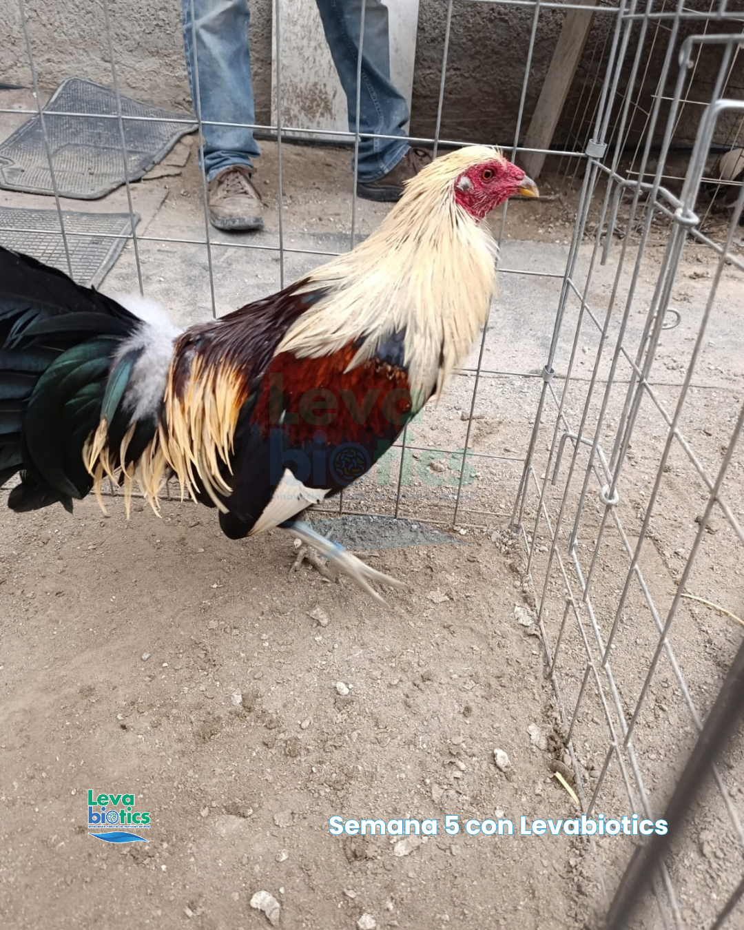 Gallo 1, semana 5