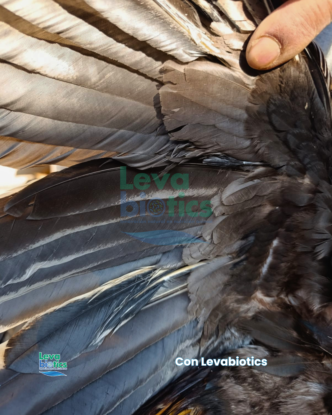 Gallo 2, semana 1