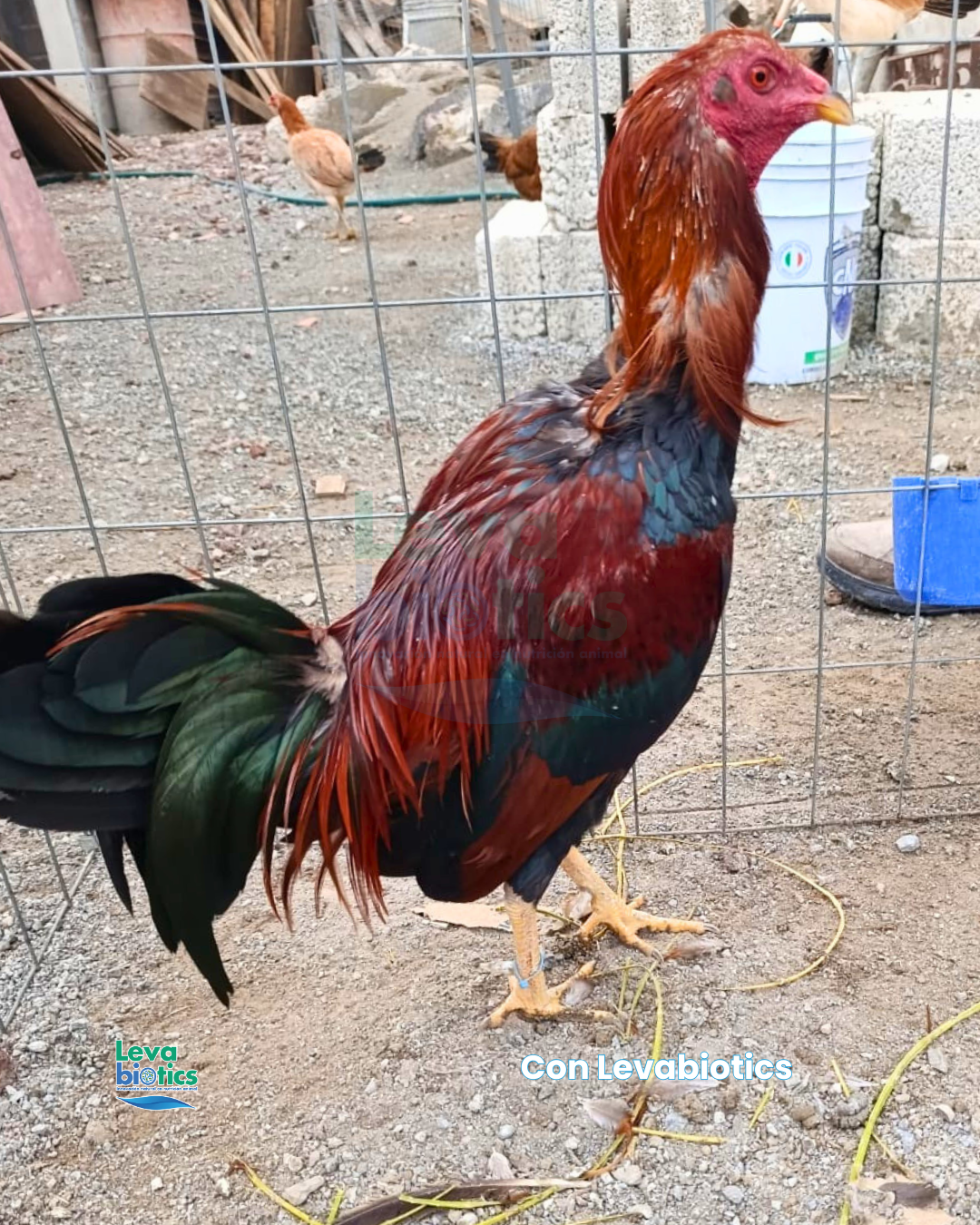 Gallo 3, semana 3