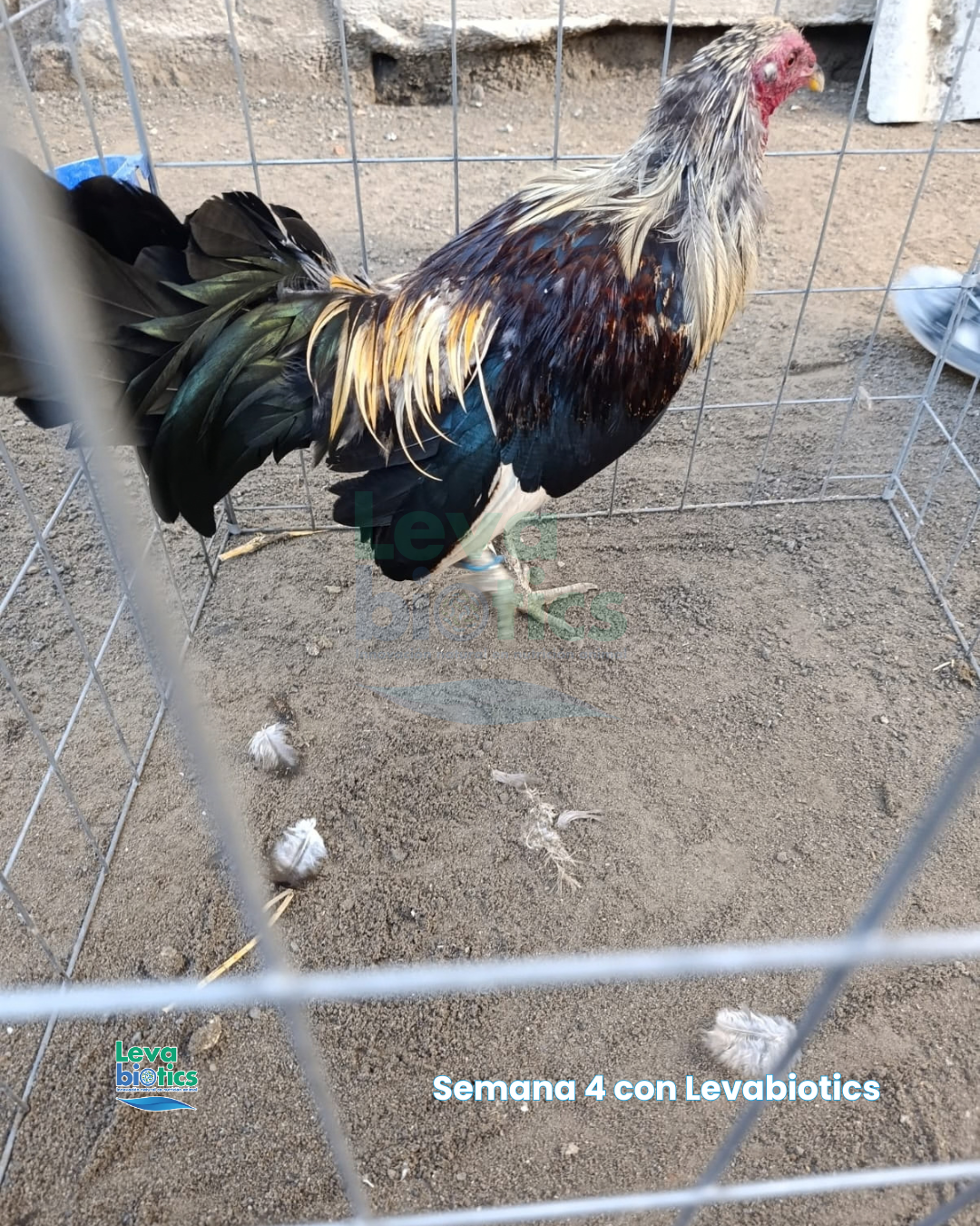 Gallo 2, semana 4