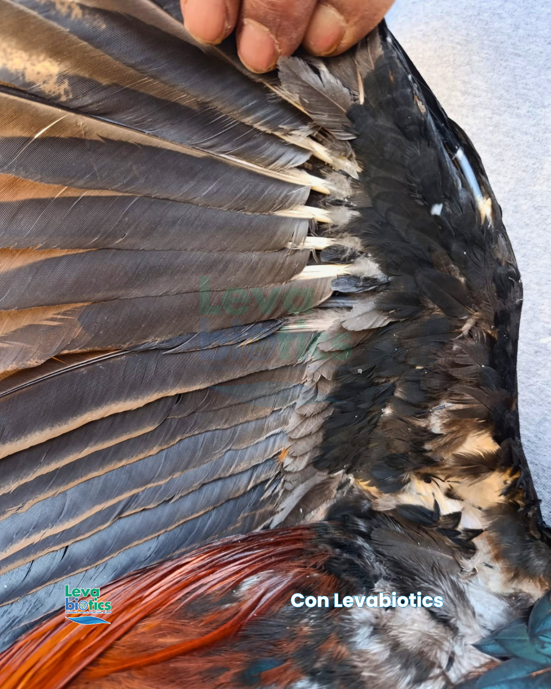 Gallo 3, semana 1