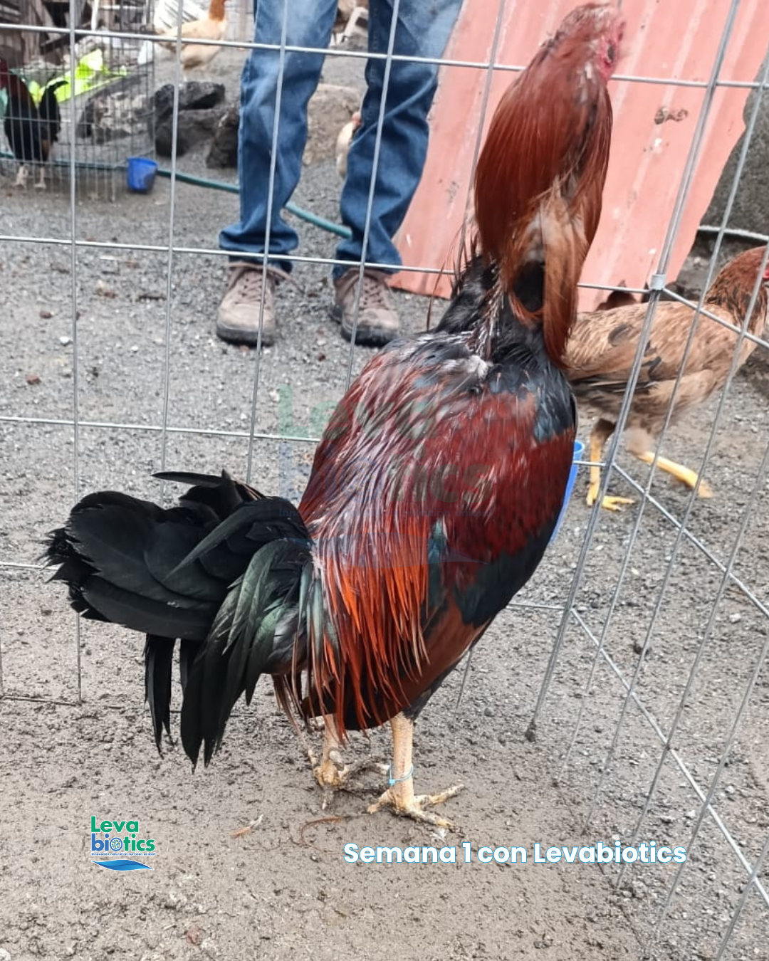 Gallo 3, semana 2