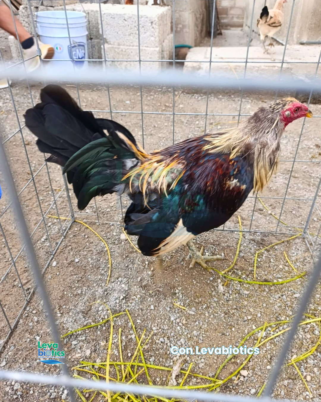 Gallo 2, semana 3
