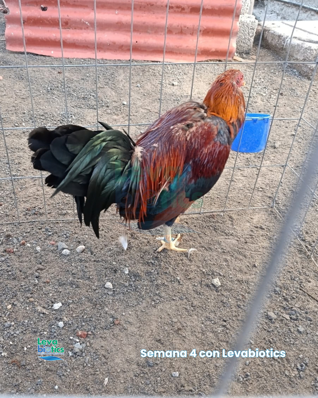 Gallo 3, semana 4