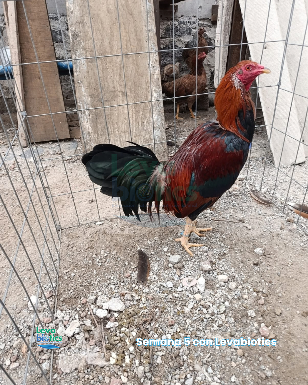 Gallo 3, semana 5