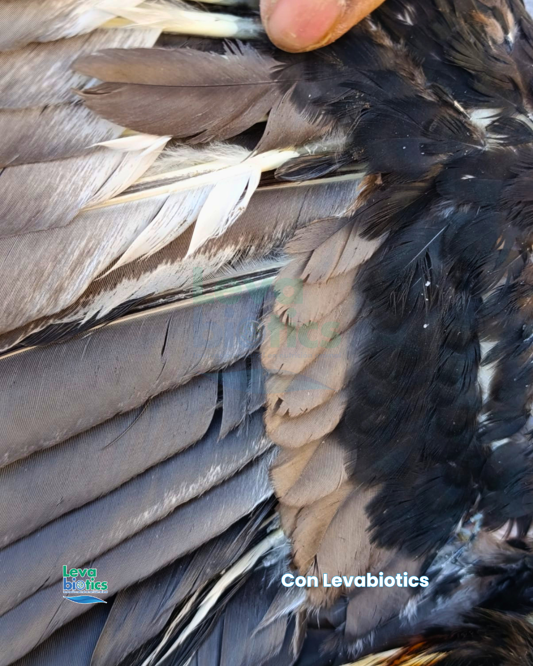Gallo 4, semana 1