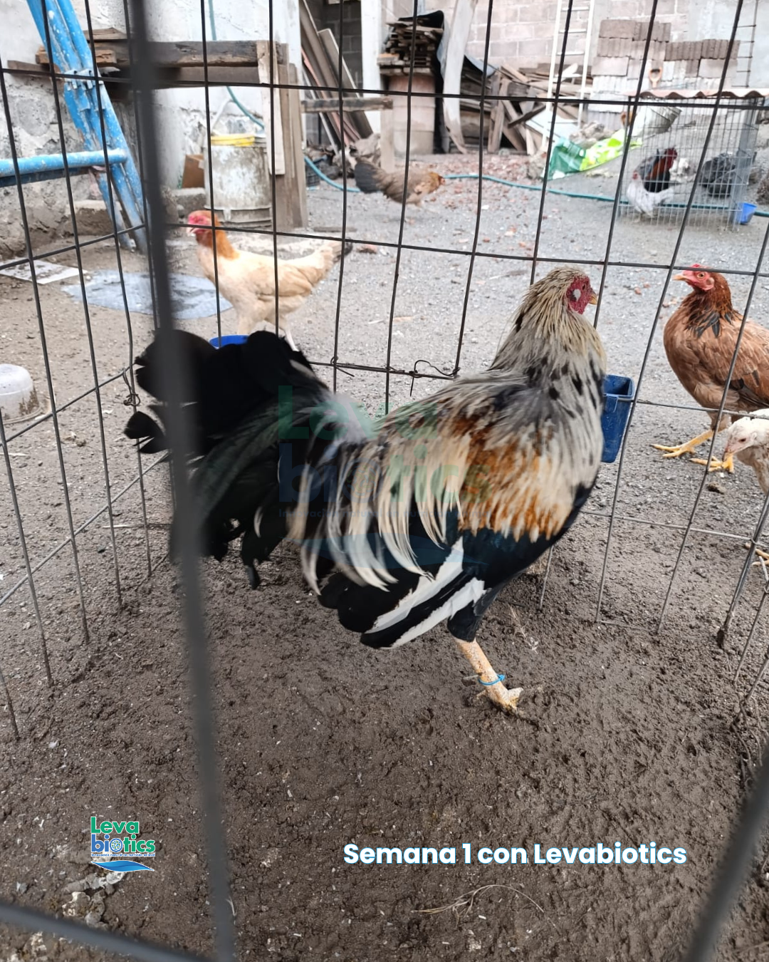Gallo 4, semana 2
