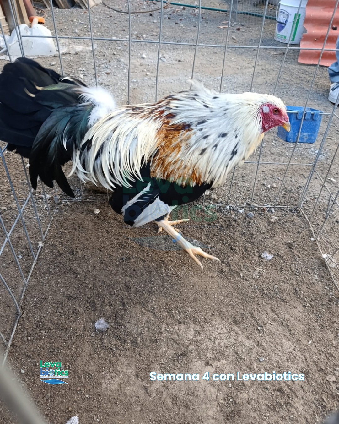 Gallo 4, semana 4