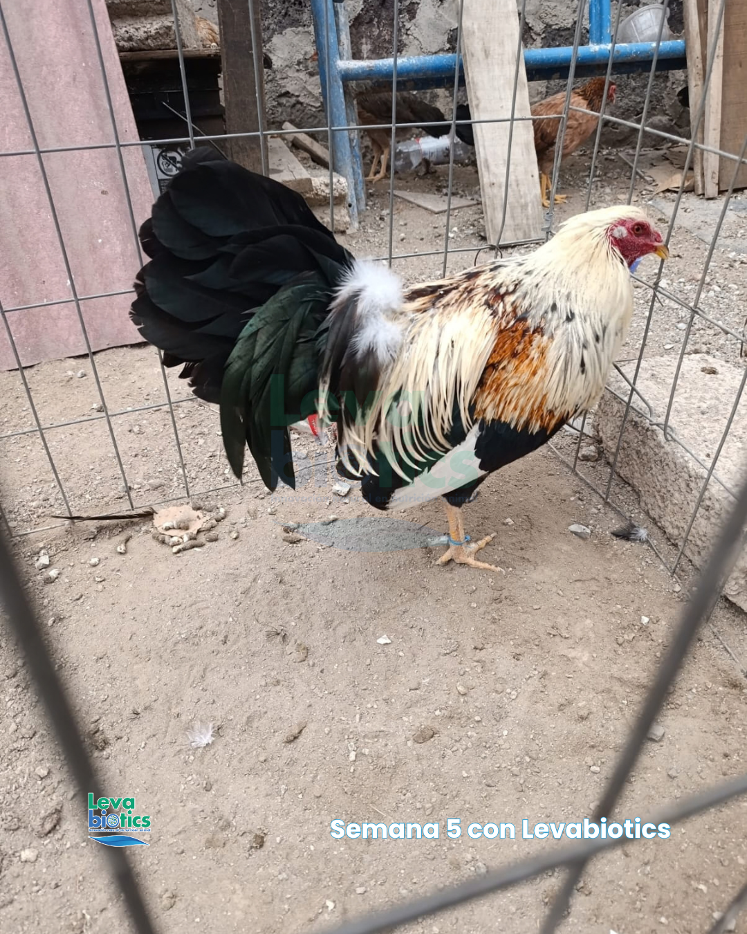 Gallo 4, semana 5