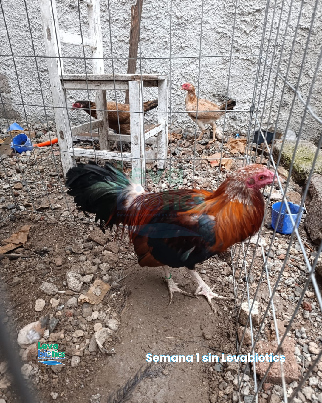 Gallo 5, semana 2
