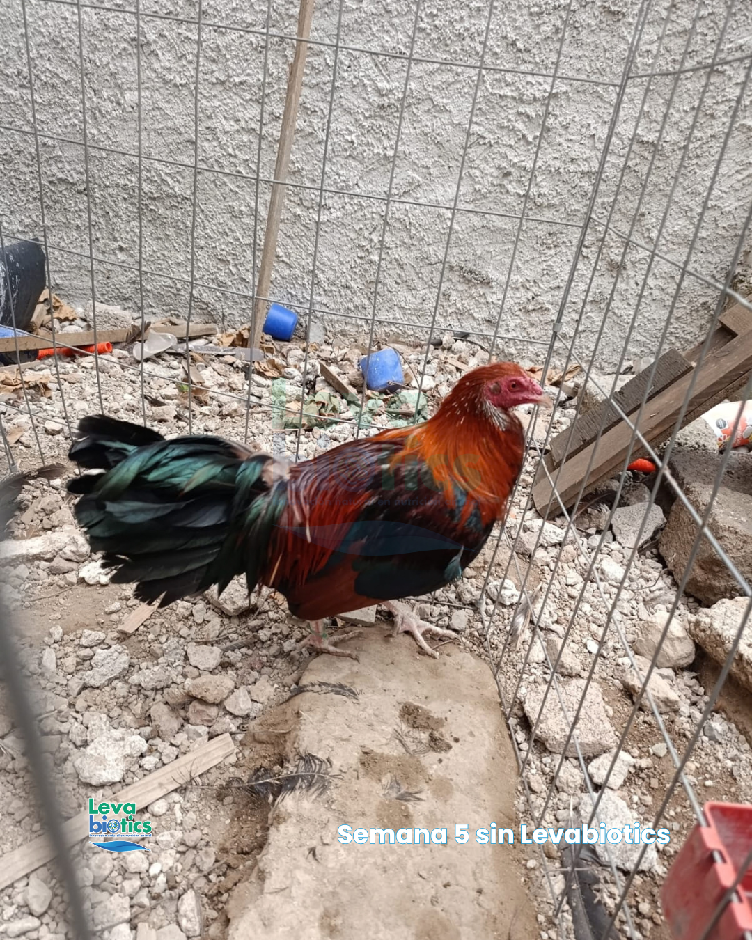 Gallo 5, semana 5