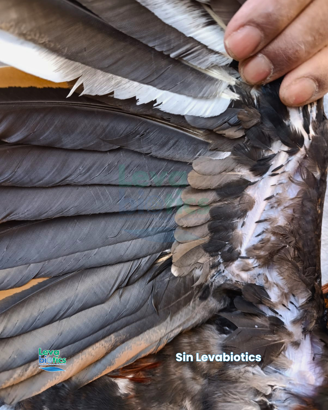 Gallo 6, semana 1