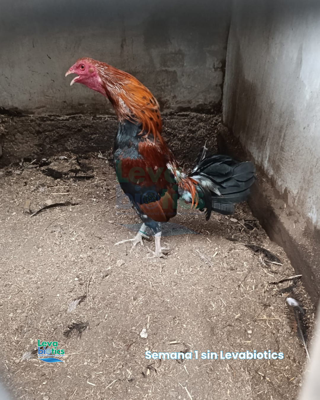 Gallo 6, semana 2
