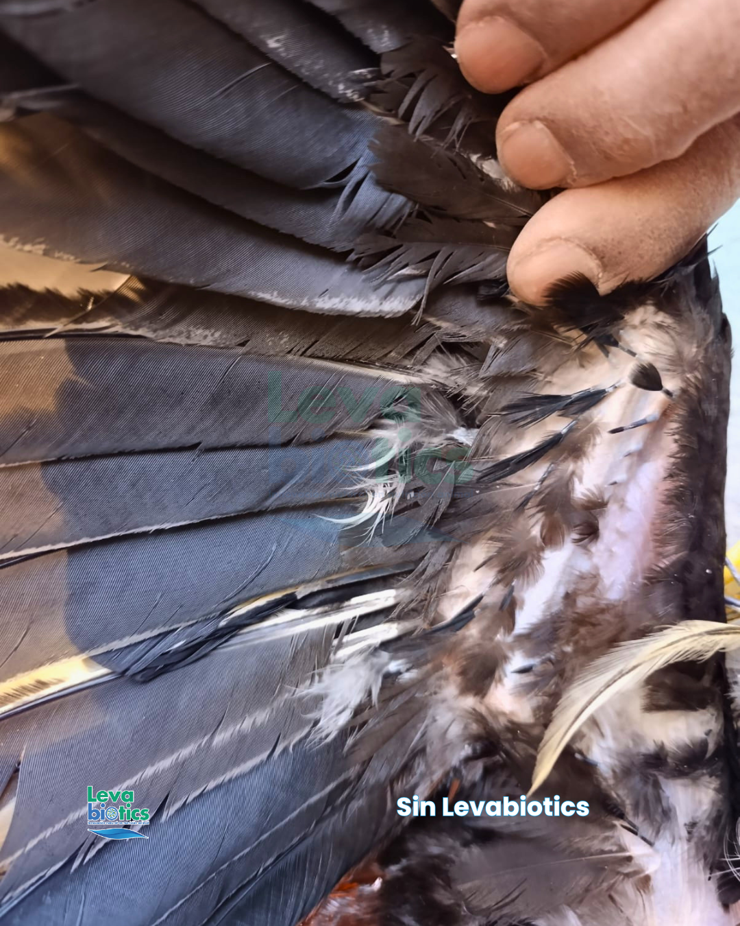 Gallo 7, semana 1