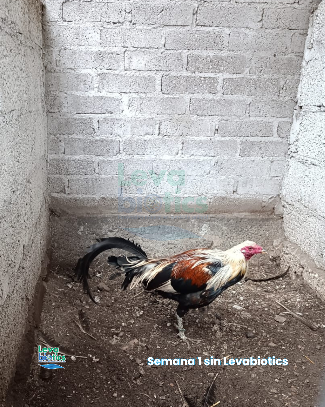 Gallo 7, semana 2