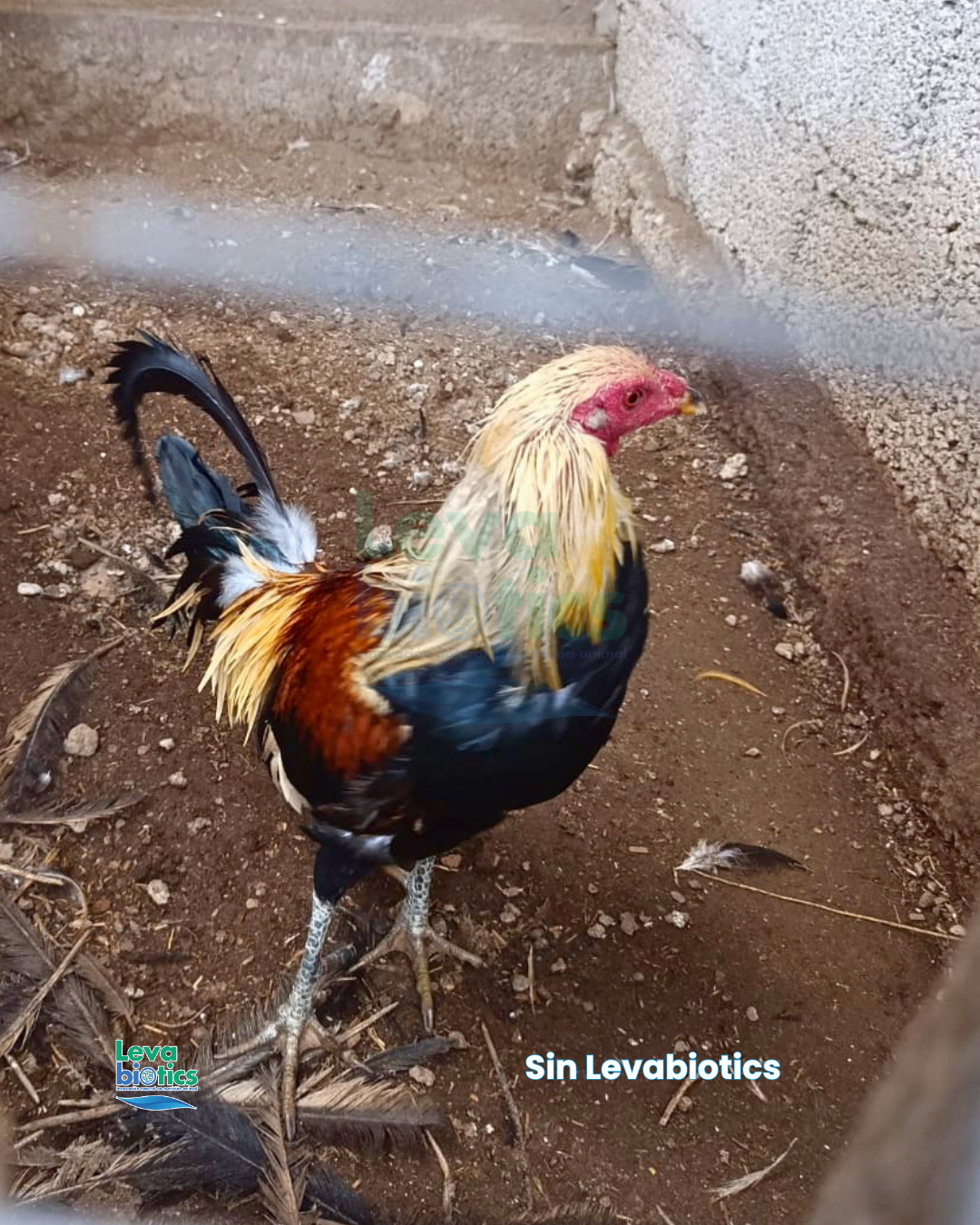 Gallo 7, semana 3