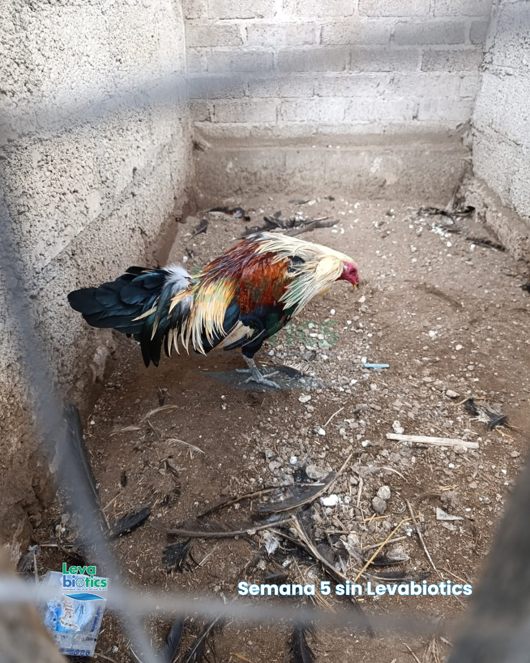 Gallo 7, semana 5
